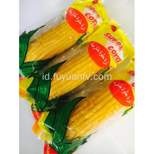 Jagung Buah Manis Manis Berkualitas Tinggi